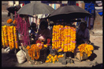 Flowers' day, Katmandu, Nepal