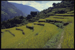 Rice fields, Pokara, Nepal