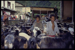 Shepherds, near Pokara, Nepal
