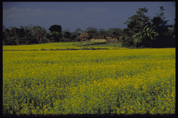 Cereal fields, Terra, South Nepal