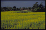 Cereal fields, Terra, South Nepal