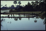 Rice fields, near Mandalay, north Myanmar