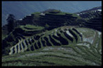 Rice fields, South China