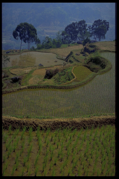 Rice fields, Tana Toraja, South Sulawesi