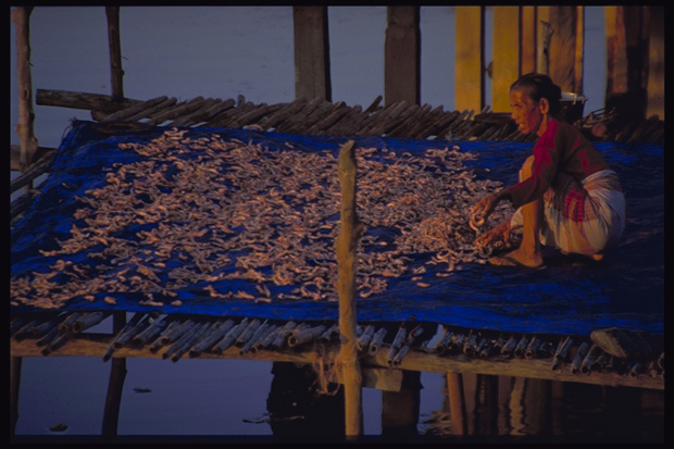 Draying fish, Sape, Sumbawa