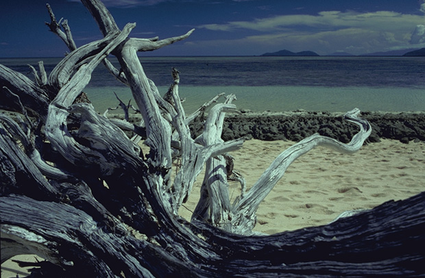 Heron Island, Great Barrier Reef, Queensland