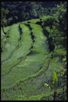 Rice paddies, Bangli, Bali